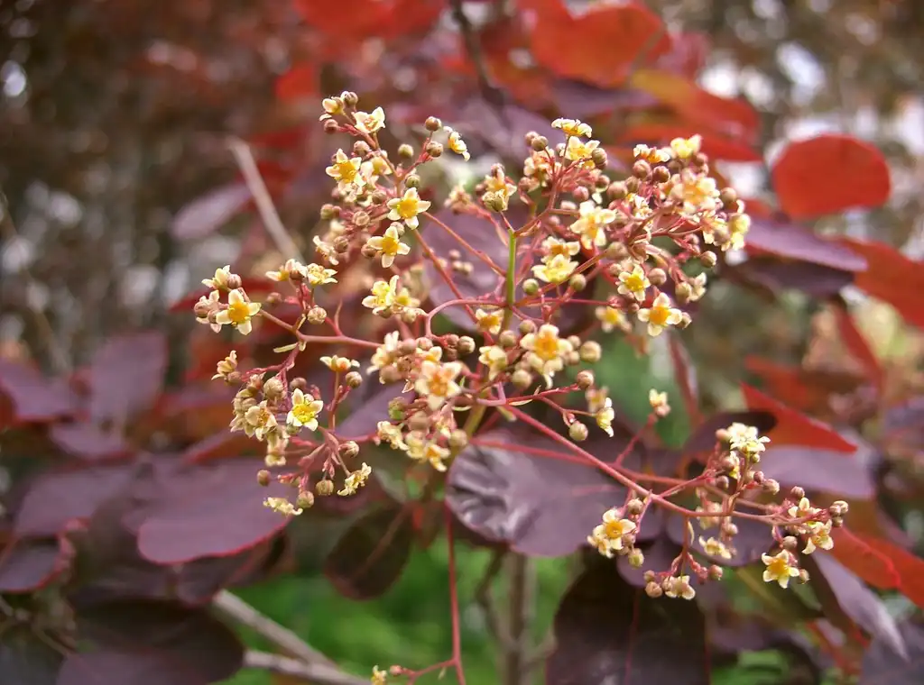 Photo of Cotinus coggygria - Continus coggygria:KENPEI