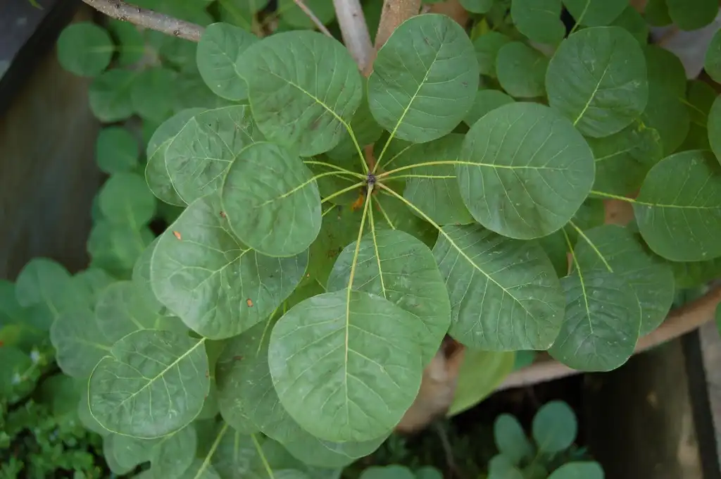 Photo of Cotinus coggygria - Cotinus Coggygria 'Ancot':Derek Ramsey
