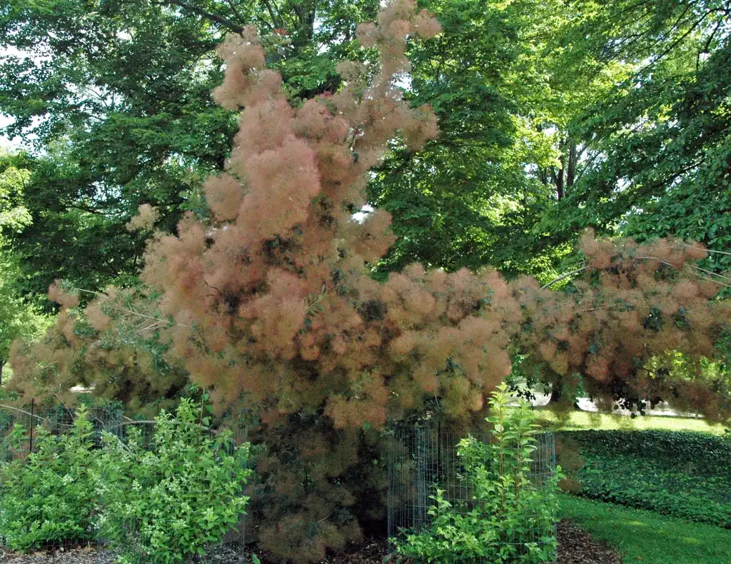 Photo of Cotinus coggygria - Cotinus Coggygria:James St. John