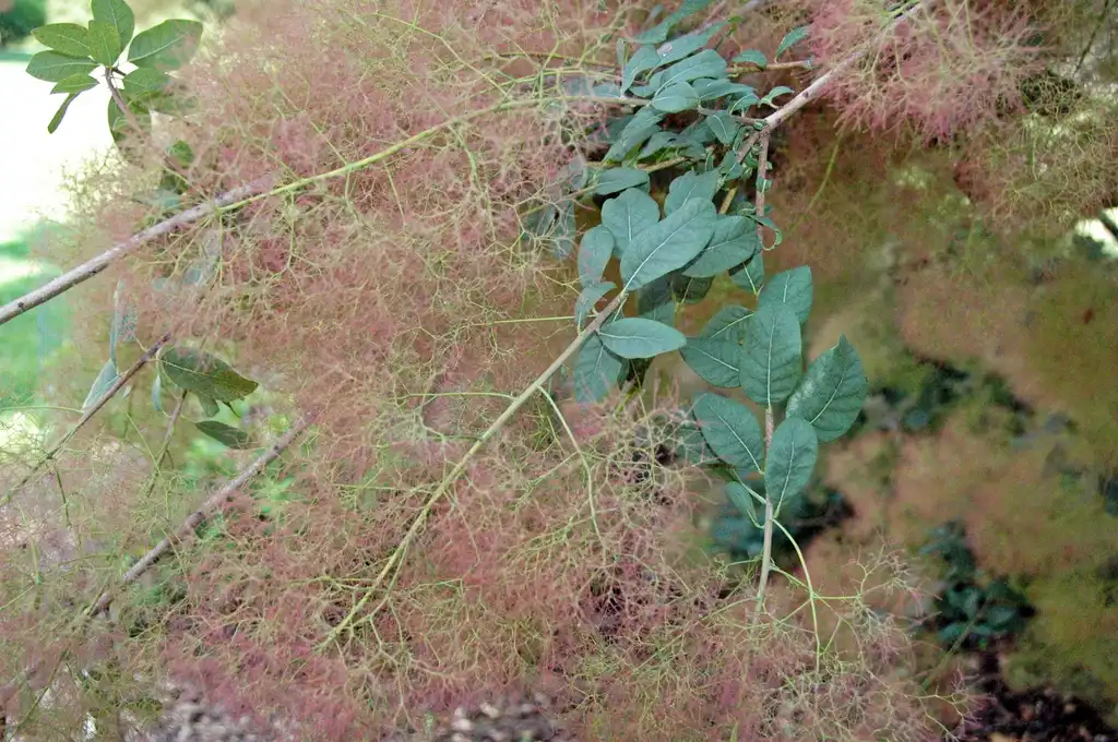 Photo of Cotinus coggygria - Cotinus Coggygria:James St. John
