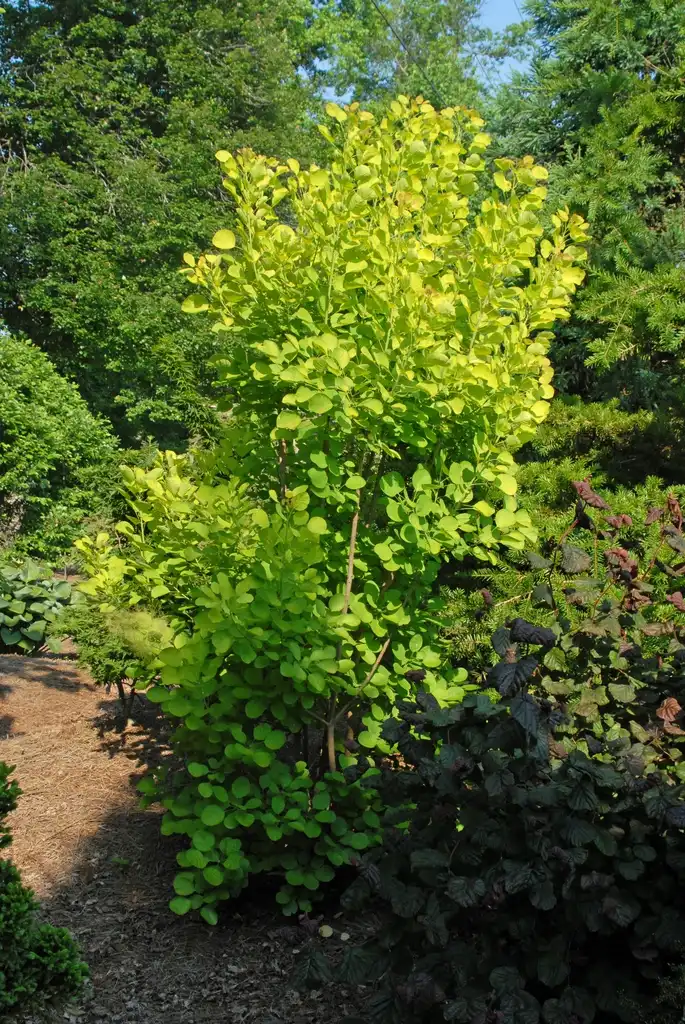 Photo of Cotinus coggygria - 'Golden Spirit' Form:Jim Robbins