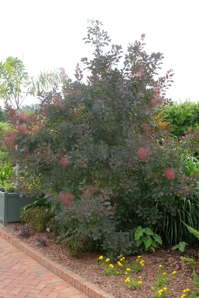 Photo of Cotinus coggygria - 'Royal Purple' Flower Form:Jim Robbins