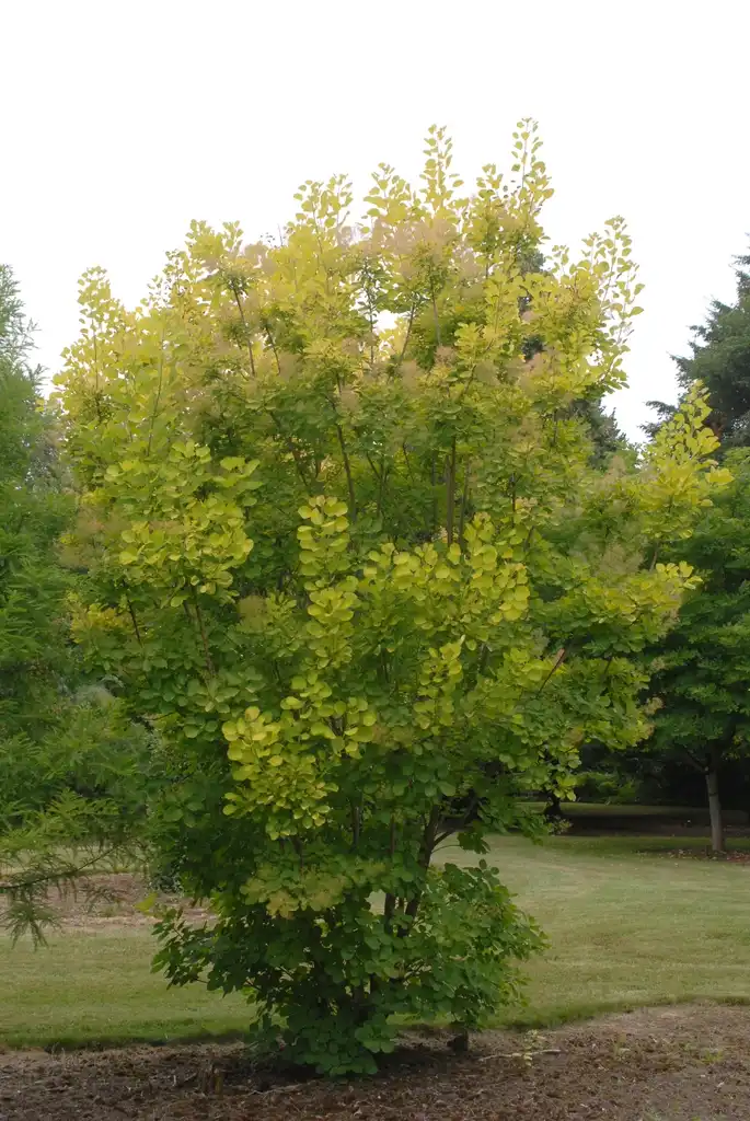 Photo of Cotinus coggygria - 'Golden Spirit' Form:Jim Robbins