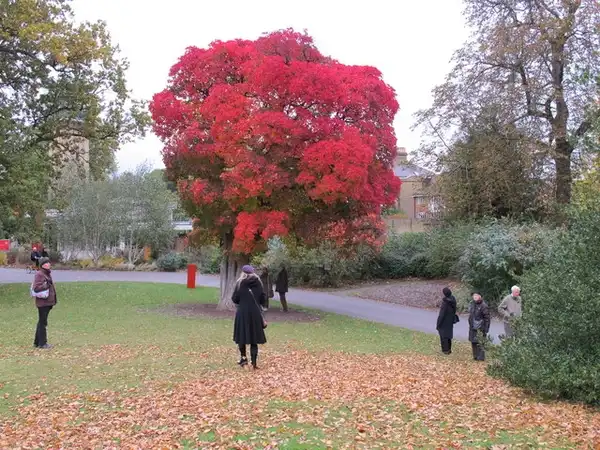 Фото Cotinus obovatus (Cotinus obovatuss)