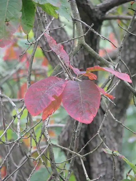 Фото Cotinus obovatus (Cotinus obovatuss)