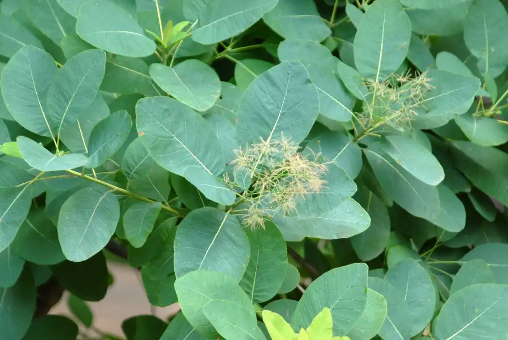 Фото Cotinus obovatus - Flower and Leaves:Jim Robbins
