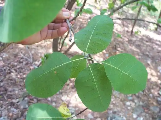 Фото Cotinus obovatus - Leaves:Jim Robbins