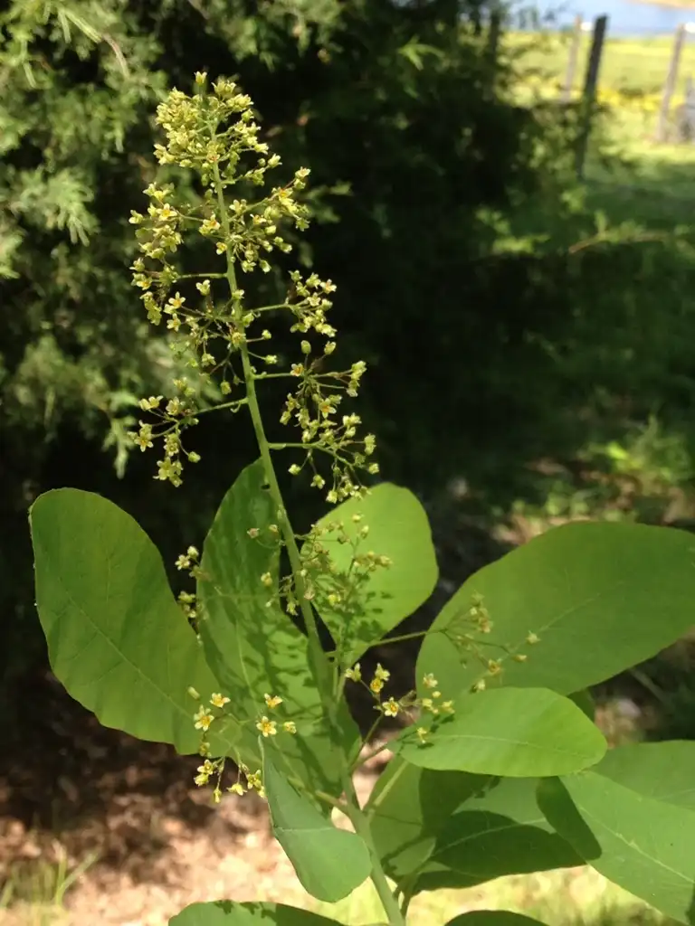 Фото Cotinus obovatus - Flower and Leaves:Jim Robbins