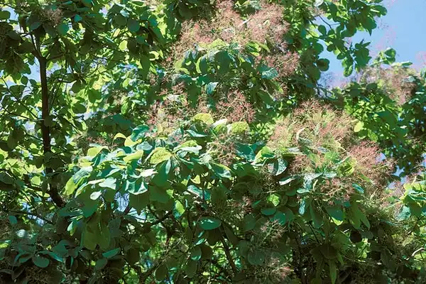 Фото Cotinus obovatus - Billowy smoky effect.:Charles T. Bryson, USDA Agricultural Research Service, Bugwood.org
