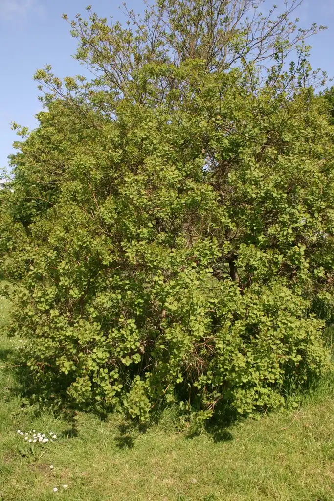 Фото Cotinus obovatus - Cotinus obovatus:Sten Porse