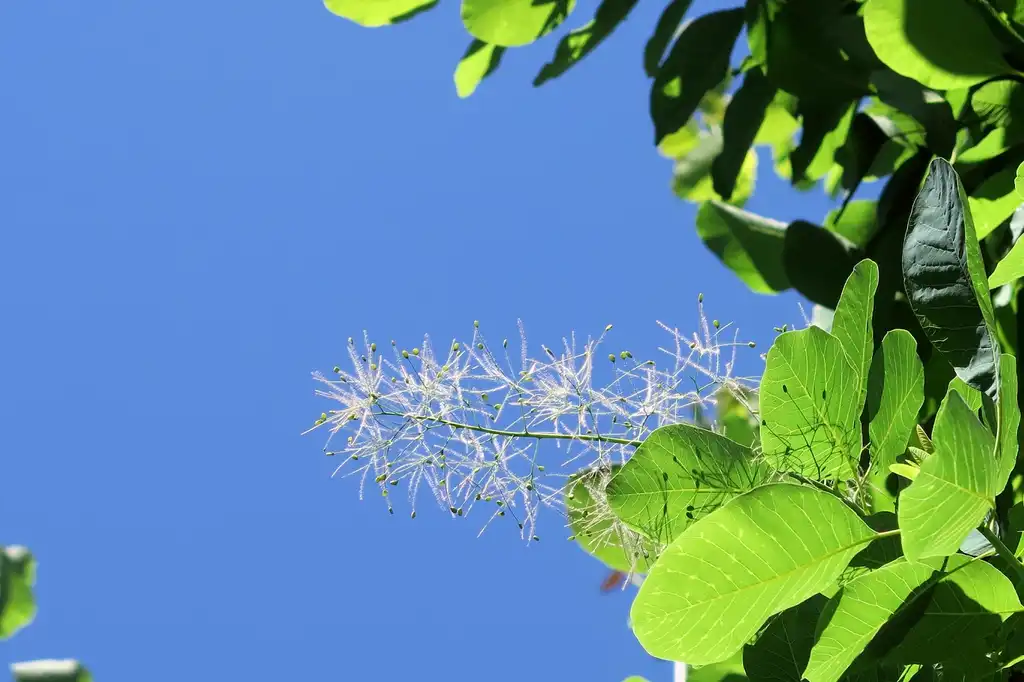 Фото Cotinus obovatus - Cotinus obovatus:Kristine Paulus