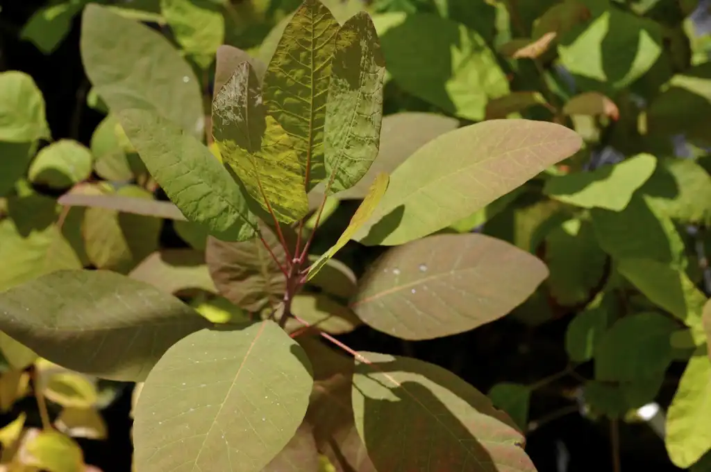 Фото Cotinus obovatus - Cotinus obovatus:Megan Hansen