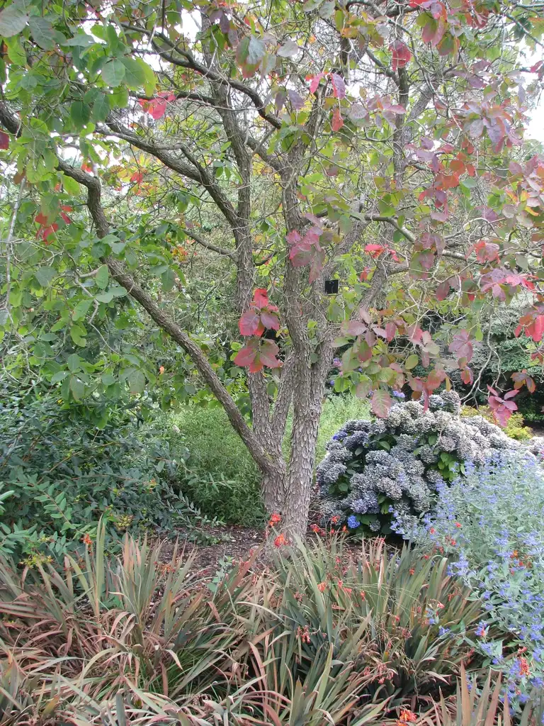 Фото Cotinus obovatus - Cotinus obovatus:paganum
