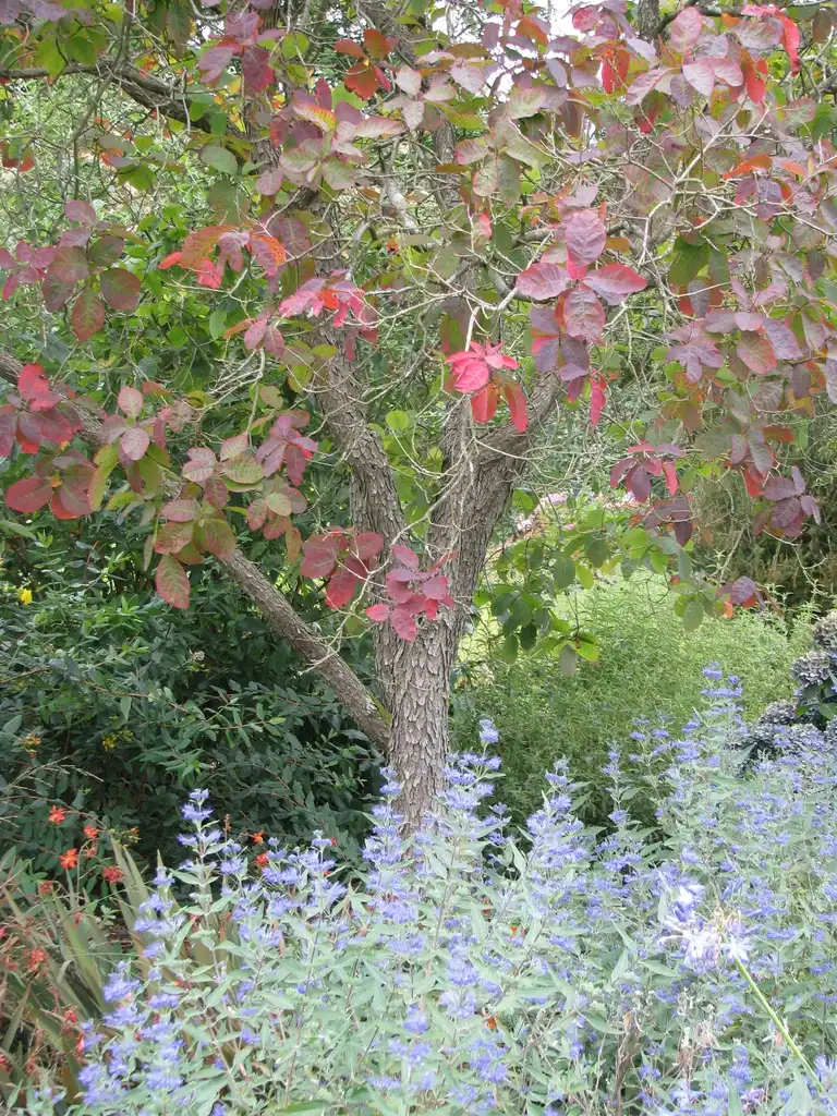 Фото Cotinus obovatus - Cotinus obovatus:peganum