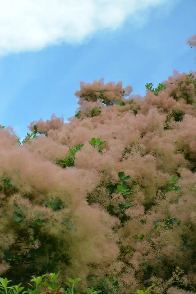Фото Cotinus obovatus - Cotinus obovatus:Plant Image Library