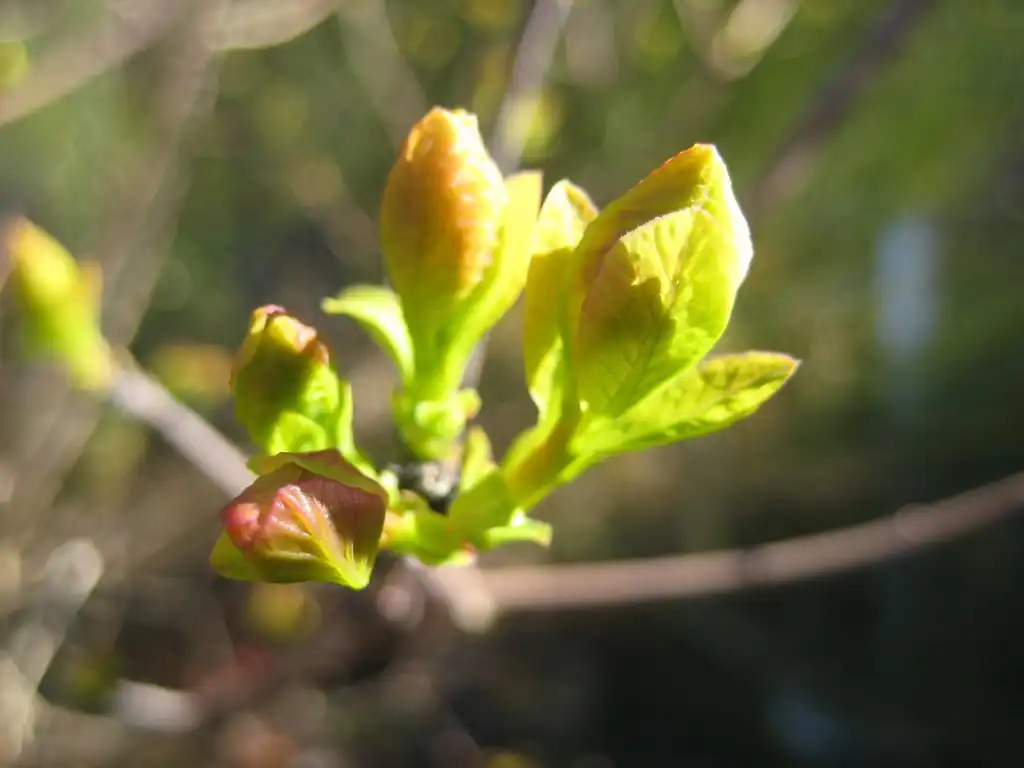 Photo of Cotinus (Cotinuss)