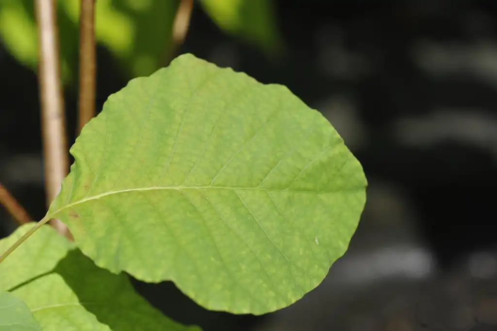 Photo of Cotinus - Foliage close up:Megan Hansen