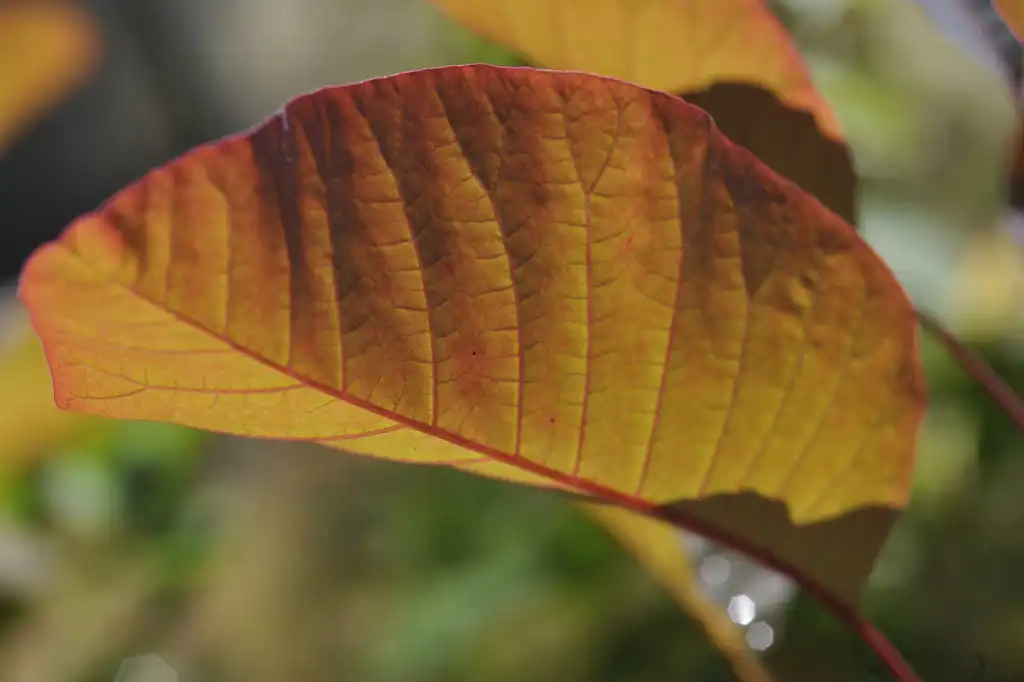 Photo of Cotinus - Foliage close up:Megan Hansen