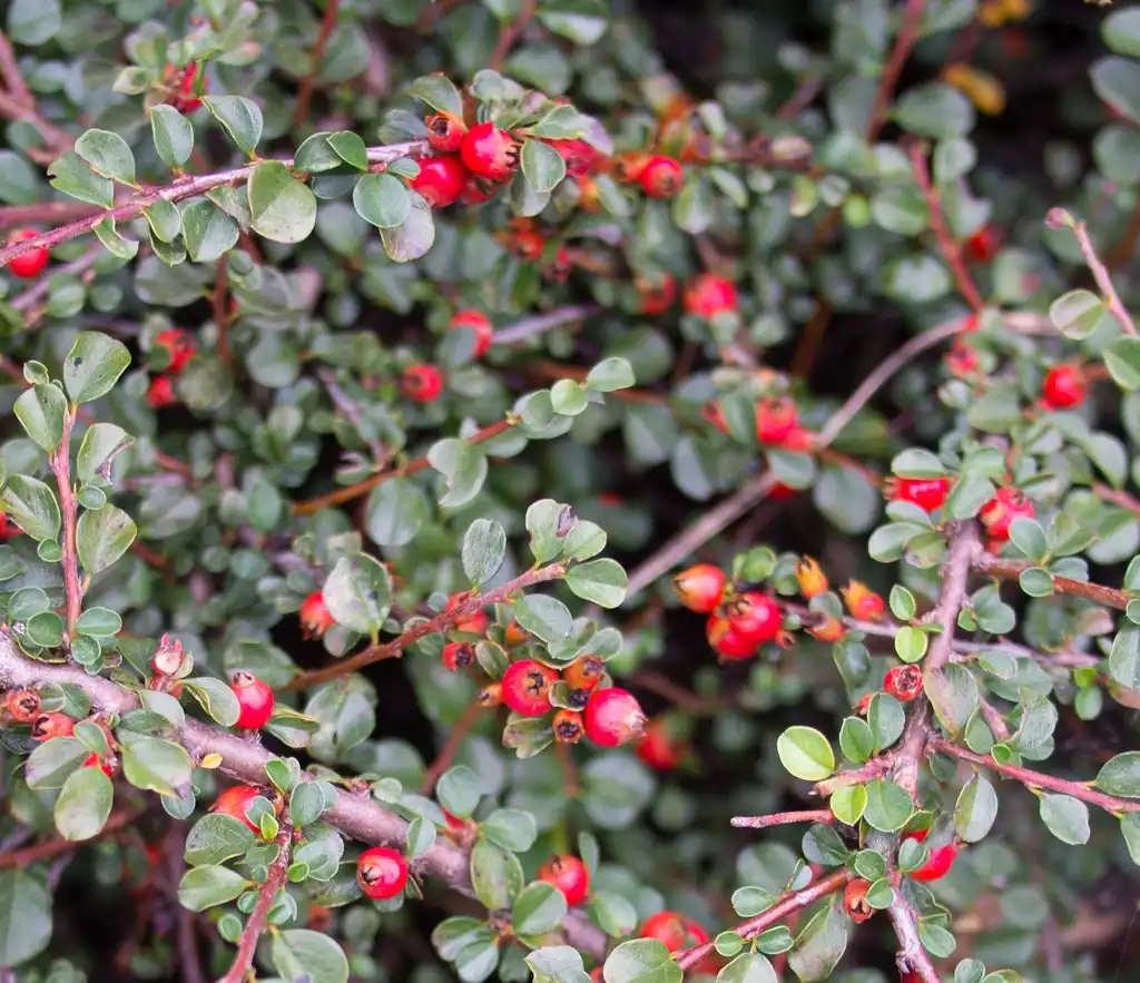 Фото Cotoneaster adpressus (Cotoneaster adpressuss)