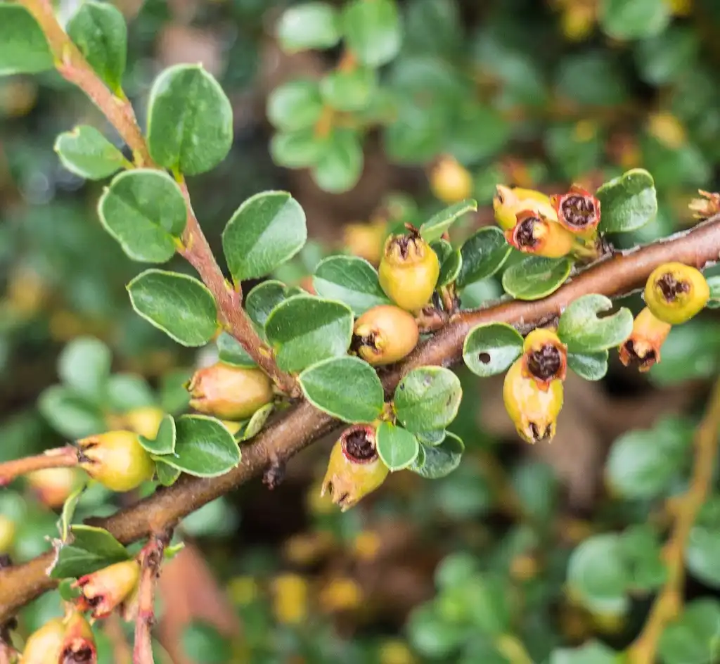 Фото Cotoneaster adpressus (Cotoneaster adpressuss)