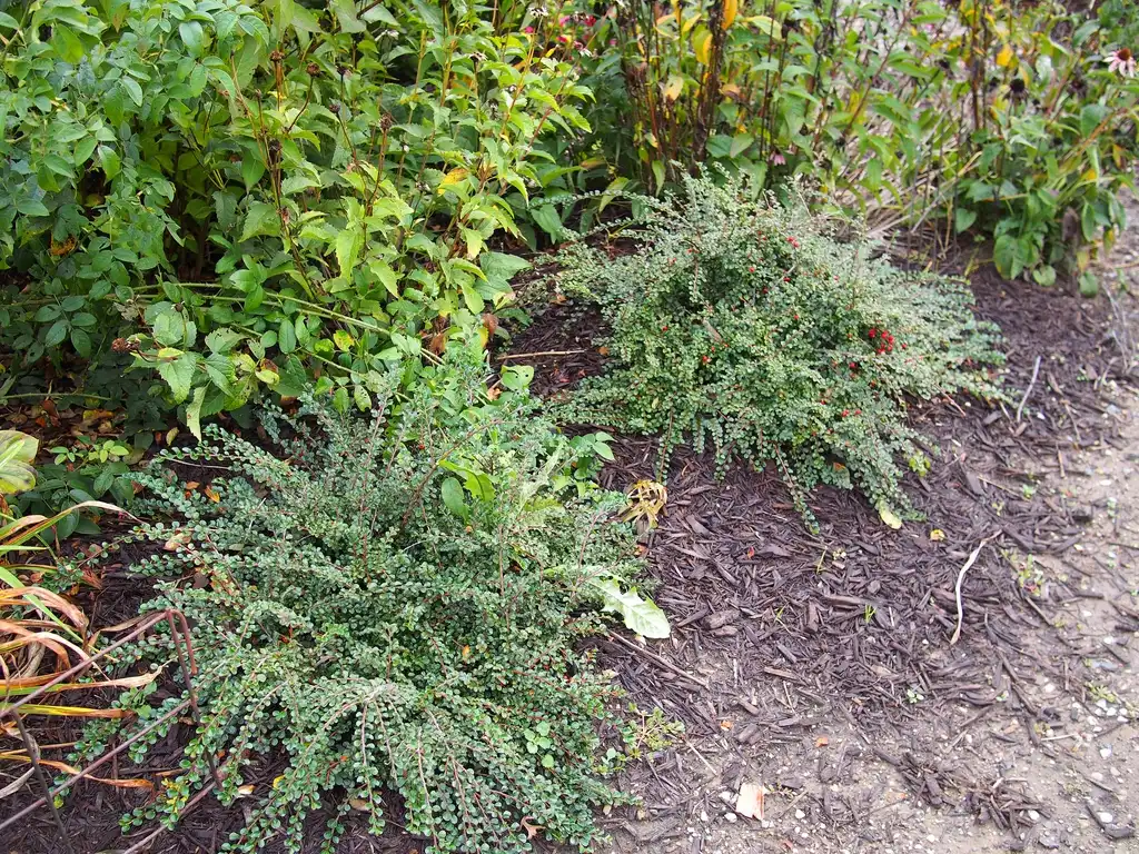 Фото Cotoneaster adpressus - Form:F. D. Richards