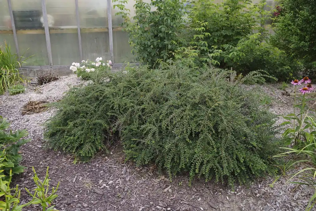Фото Cotoneaster adpressus - 'Hessei' form:F. D. Richards