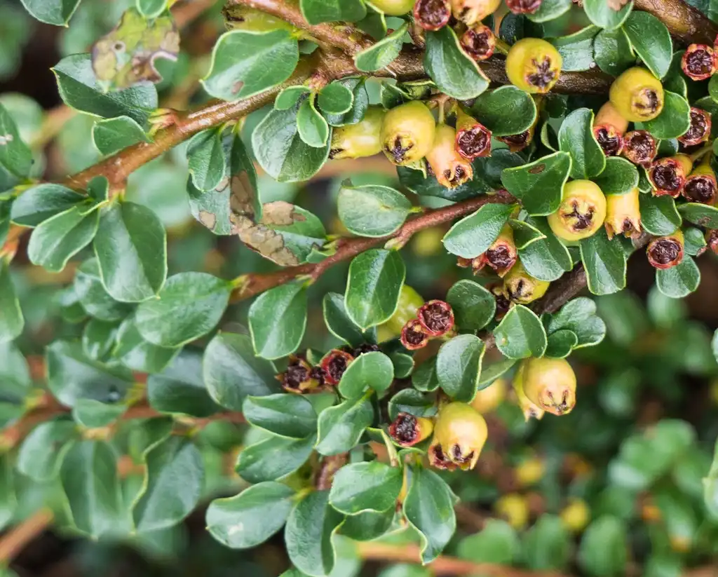 Фото Cotoneaster adpressus - 'Hassei' foliage:F. D. Richards