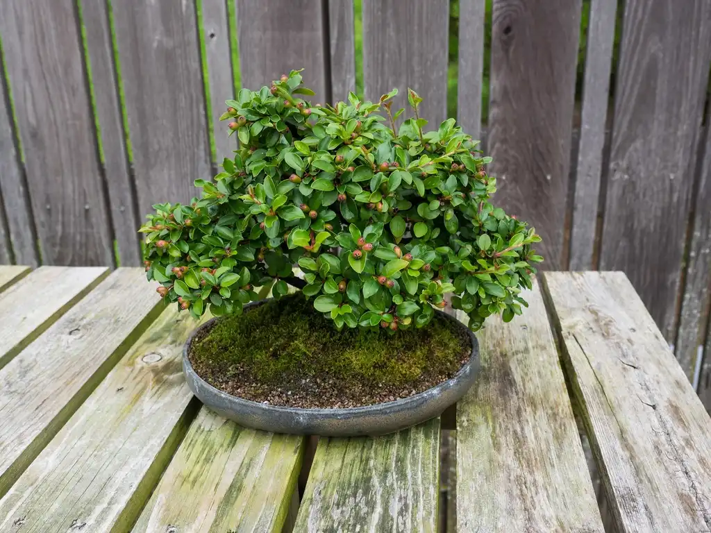 Фото Cotoneaster adpressus - Bonsai:F. D. Richards