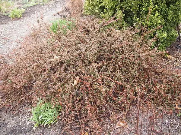 Photo of Cotoneaster apiculatus (Cotoneaster apiculatuss)