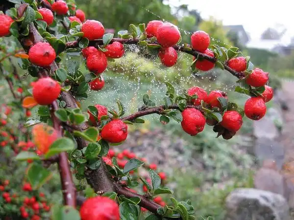 Photo of Cotoneaster apiculatus (Cotoneaster apiculatuss)