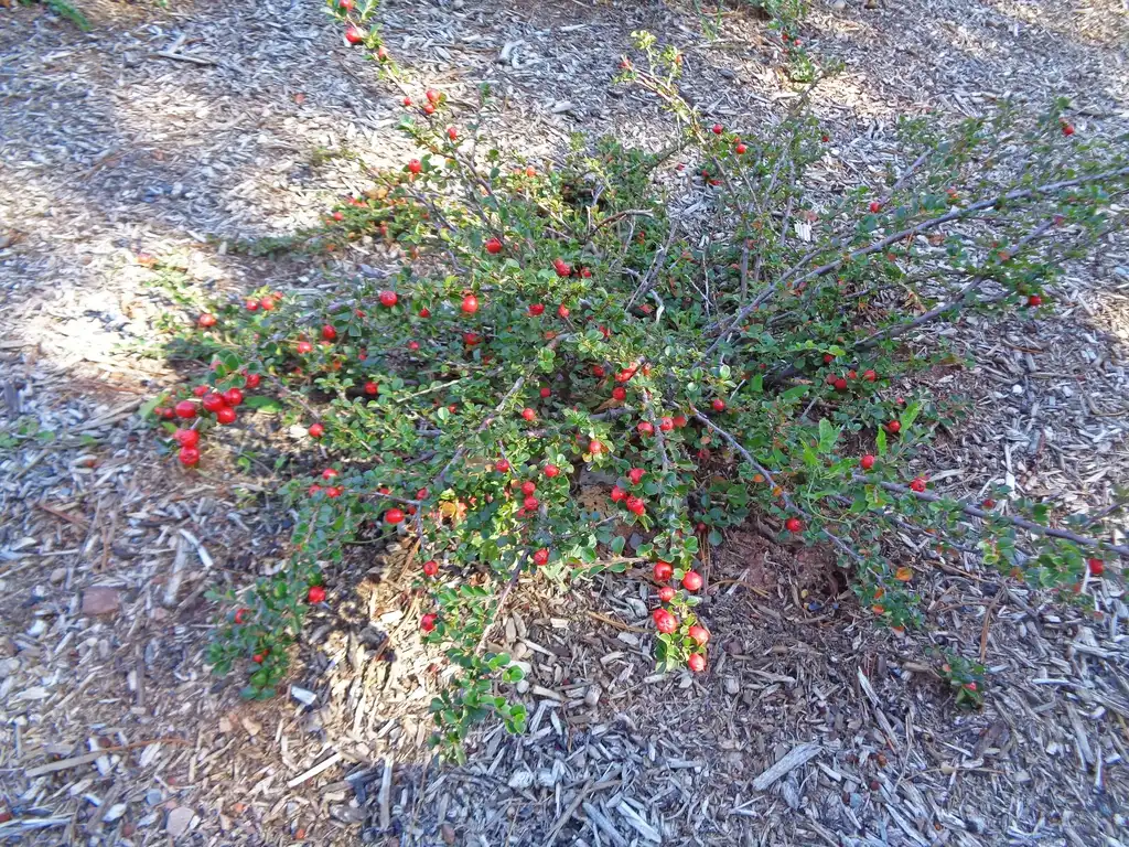 Photo of Cotoneaster apiculatus - Habit:Andrey Zharkikh