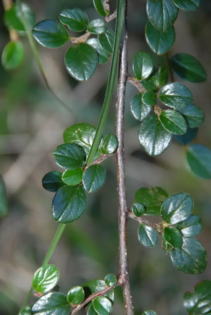 Photo of Cotoneaster apiculatus - Foliage:LiChieh Pan