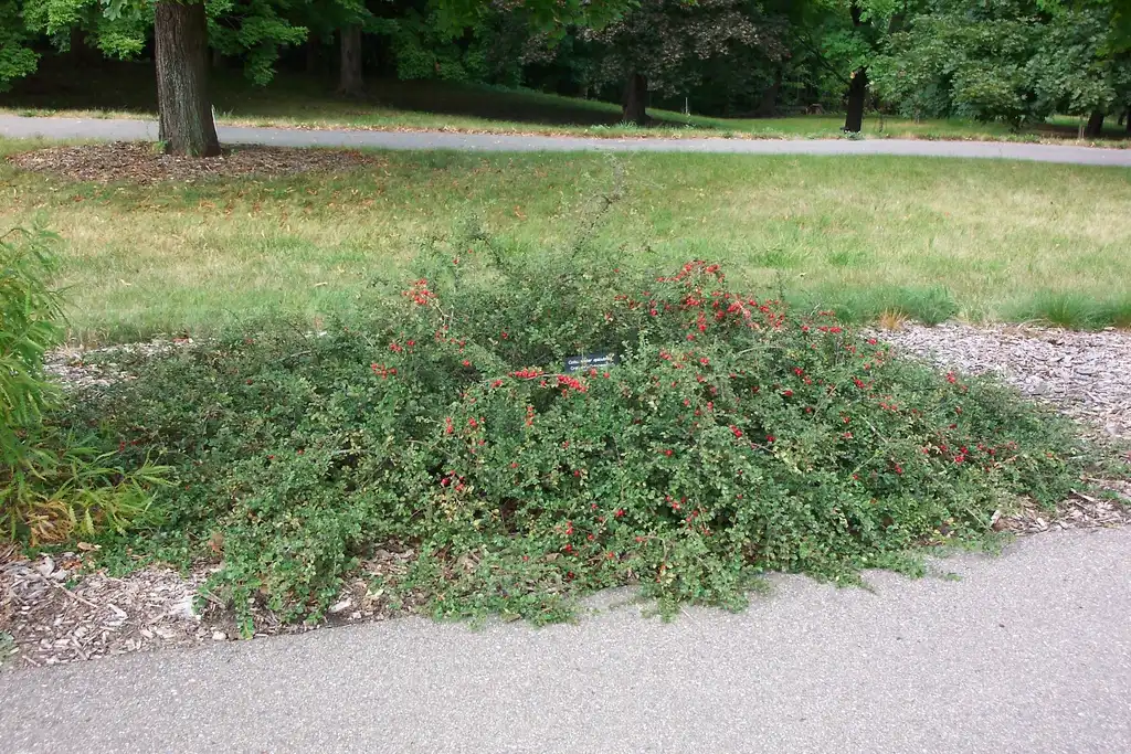 Photo of Cotoneaster apiculatus - Mature form:K Jeannette