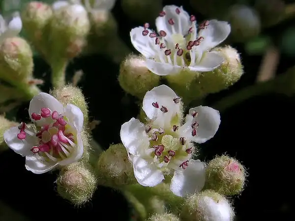 Фото Cotoneaster coriaceus (Cotoneaster coriaceuss)