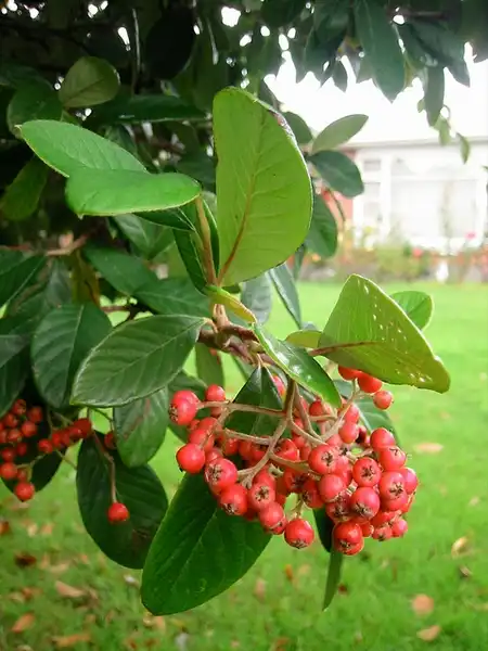 Фото Cotoneaster coriaceus (Cotoneaster coriaceuss)