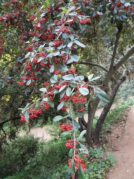 Фото Cotoneaster coriaceus - Cotoneaster lacetse:Leonora Enking