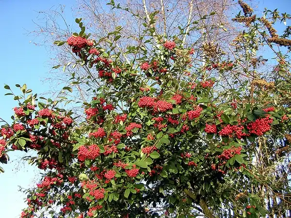 Фото Cotoneaster coriaceus - Cotoneaster lacetse:Hornet Arts