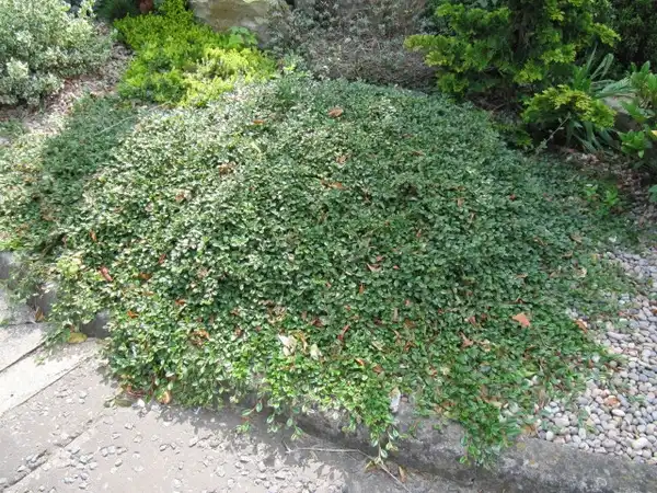 Photo of Cotoneaster dammeri (Cotoneaster dammeris)