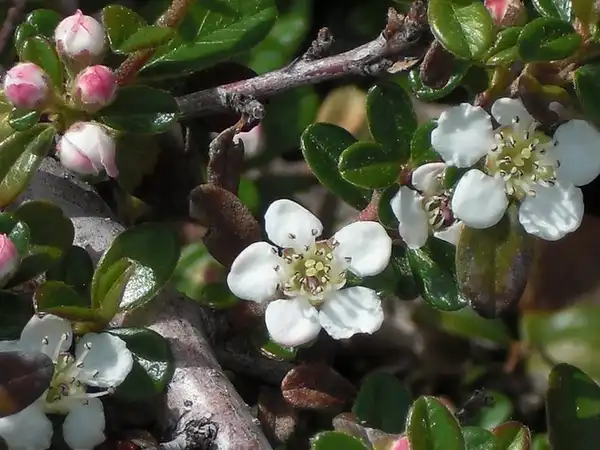 Photo of Cotoneaster dammeri (Cotoneaster dammeris)