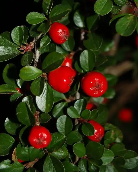 Photo of Cotoneaster dammeri - Cotoneaster dammeri:Heather and Mike