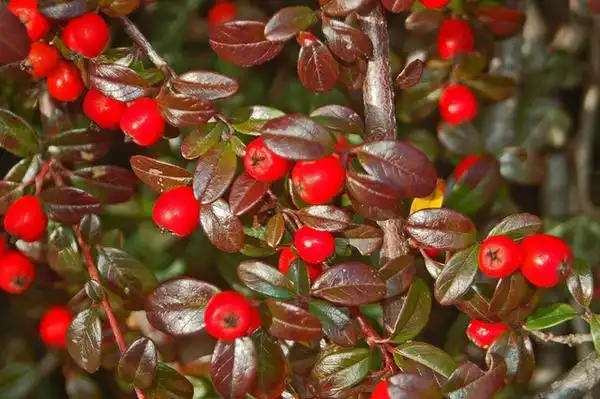 Photo of Cotoneaster dammeri - groundcover:Ettore Balocchi