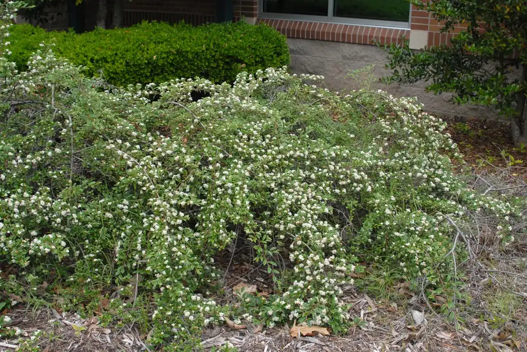 Photo of Cotoneaster dammeri - Flower Form:Jim Robbins