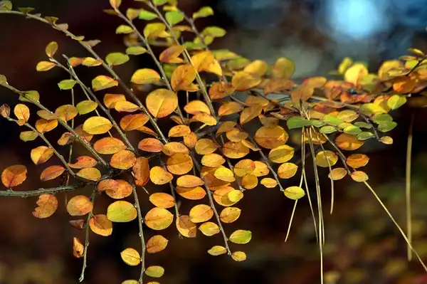 Foto de Cotoneaster divaricatus (Cotoneaster divaricatuss)