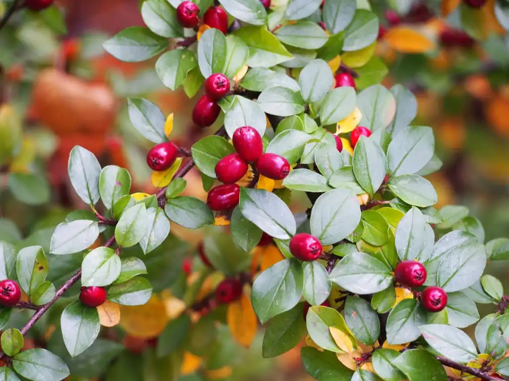 Foto de Cotoneaster divaricatus (Cotoneaster divaricatuss)