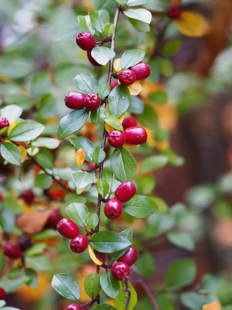 Foto de Cotoneaster divaricatus - Fruits and leaves:Agnieszka Kwiecień, Nova