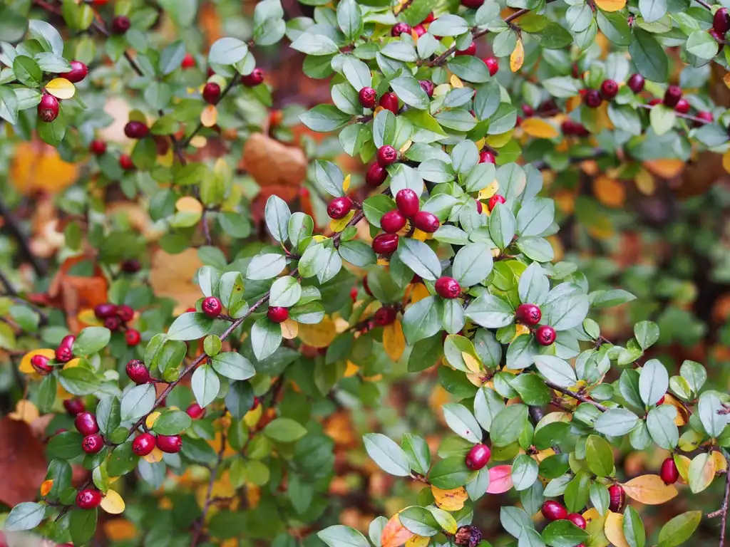 Foto de Cotoneaster divaricatus - Fruits and leaves:Agnieszka Kwiecień, Nova