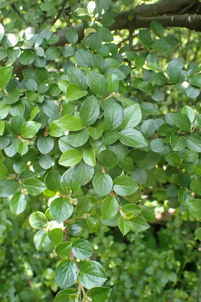 Foto de Cotoneaster divaricatus - Cotoneaster divaricatus:Krzysztof Ziarnek, Kenraiz