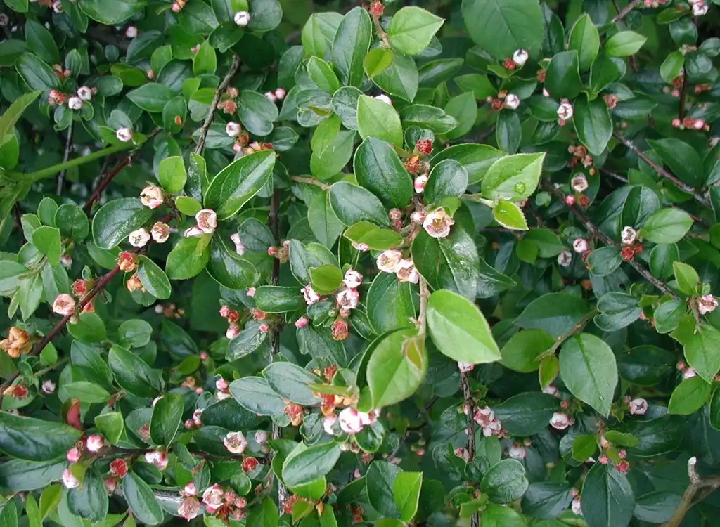 Foto de Cotoneaster divaricatus - Fruits and leaves:Sten Porse