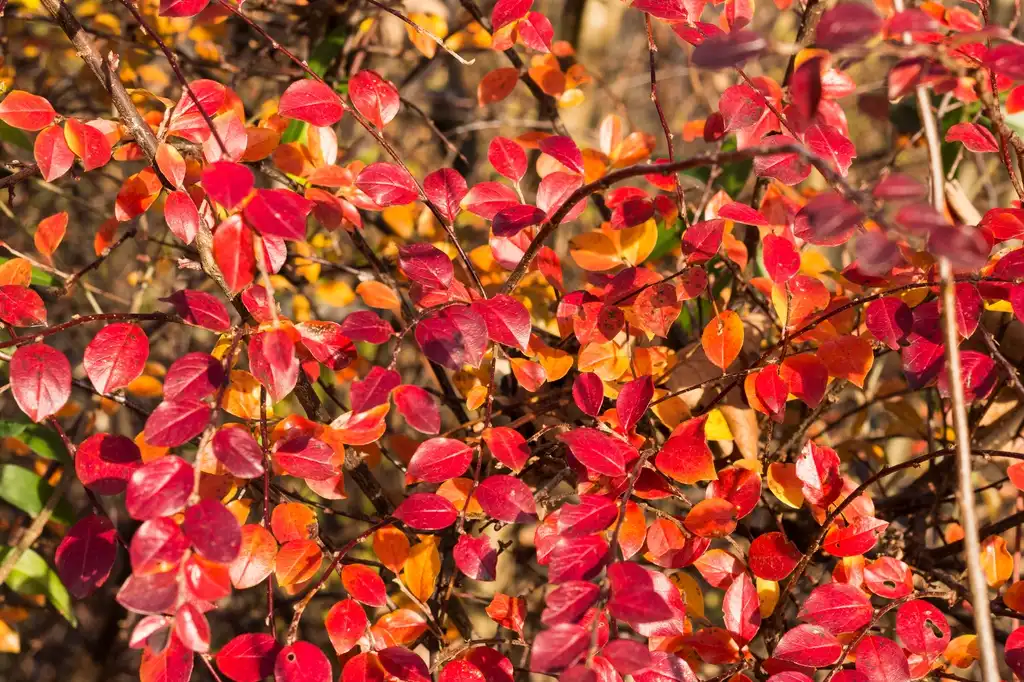 Foto de Cotoneaster divaricatus - Vibrant fall color:Sten Porse