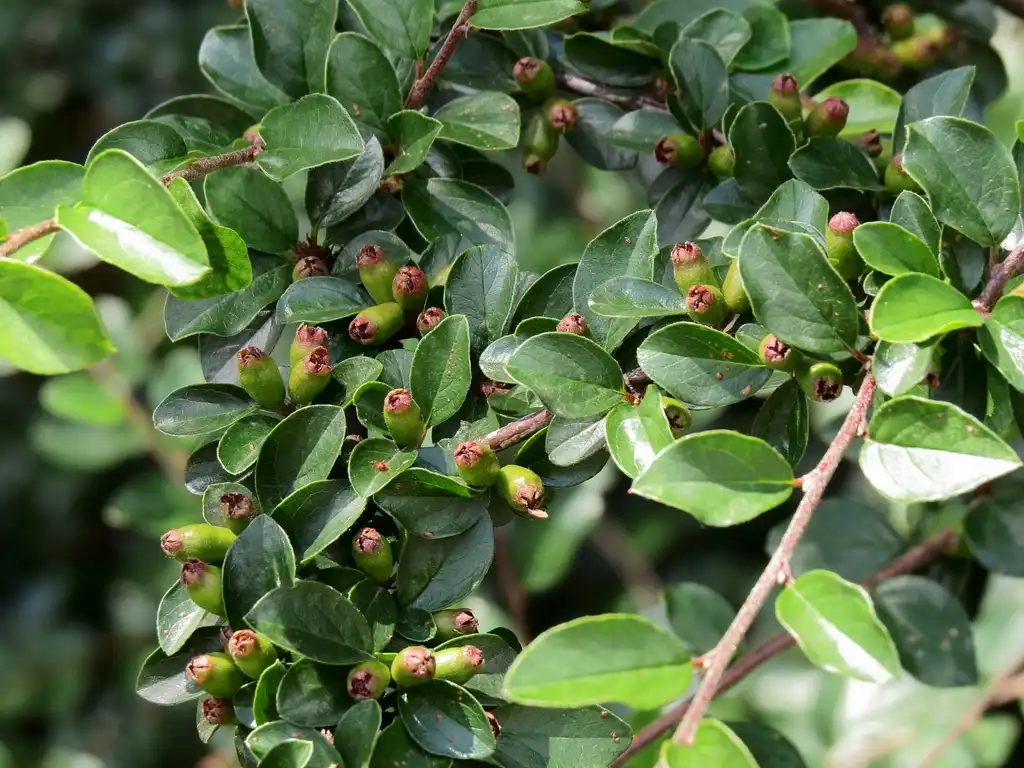Foto de Cotoneaster divaricatus - Leaves:Аимаина хикари